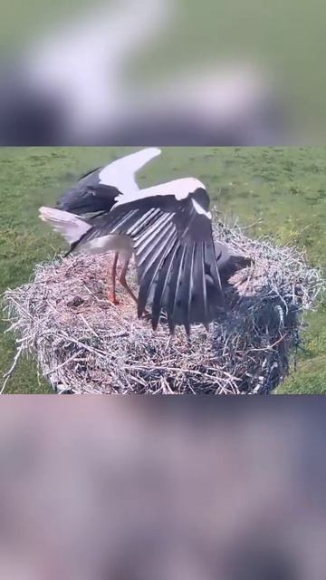 White/Black stork female throws undeveloped chick from the nest |Why stork kill their baby 🦆🦆#Short смотреть онлайн