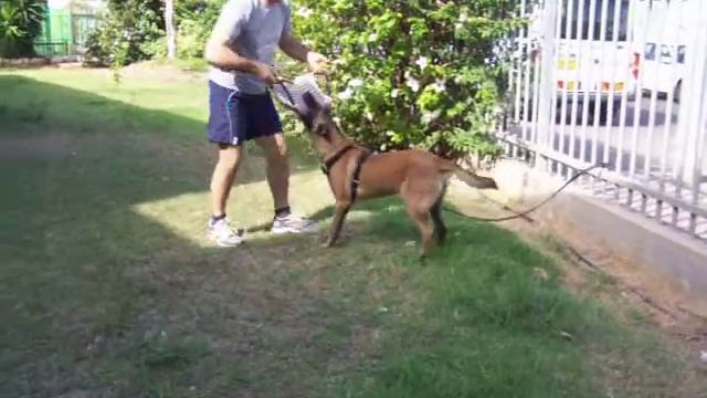 Dog training center "Mishmaat Israelit" смотреть онлайн