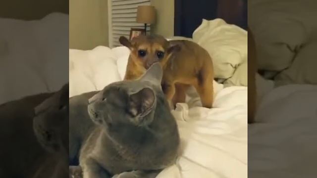 приколы про котов и кошек, смотреть онлайн