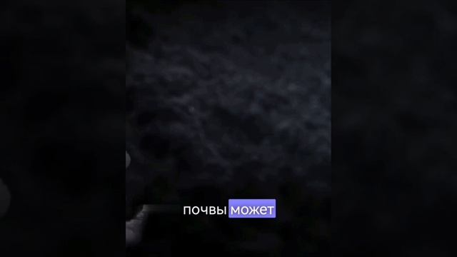 Удивительное царство грибов смотреть онлайн