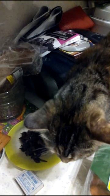 Кошка ест жареные грибы