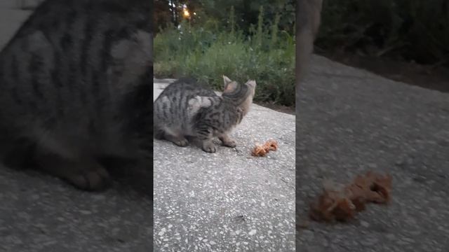 Надо покормить кошечку! смотреть онлайн