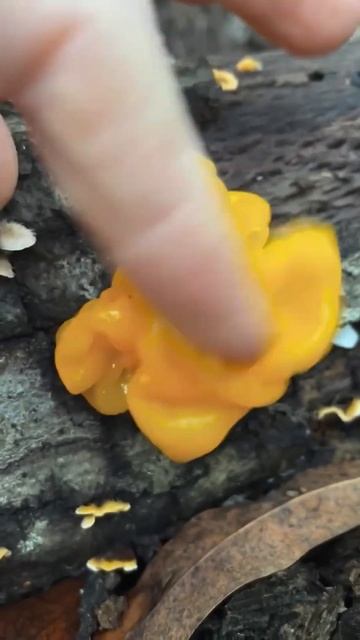 #грибы #мухомор #lionsmane #ежовик