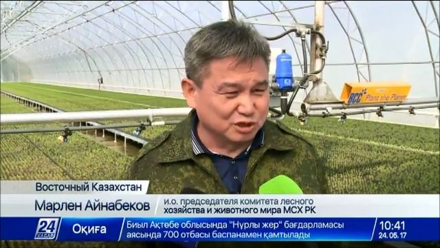 Саженцы по шведской технологии высадили в Восточном Казахстане