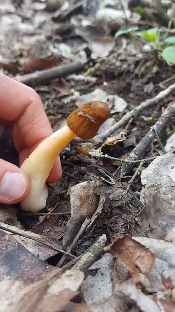 Smrčkovec český (Verpa Bohemica)