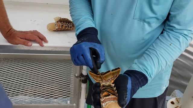 How to Clean a Florida Lobster Quick! смотреть онлайн