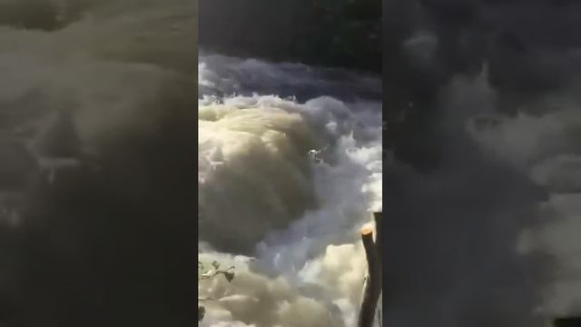 Copy Of Coho Jumping
