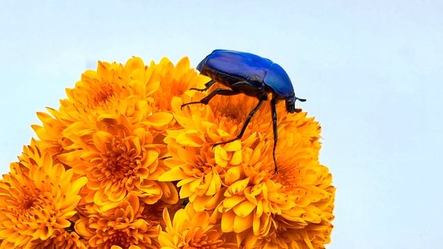 Dicronorhina micans ✨ out of the blue смотреть онлайн