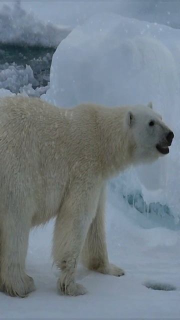 Bears #shorts #animals #youtube смотреть онлайн