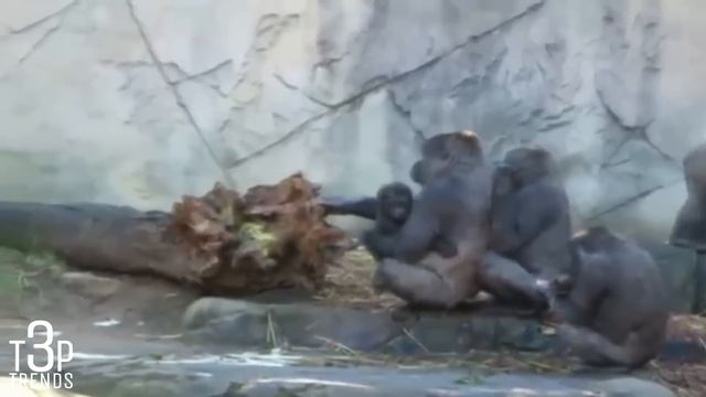 4 SCARY Gorilla Attacks CAUGHT ON CAMERA смотреть онлайн