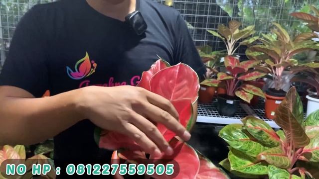 ADA YANG BARU DI AZZAHRA GARDEN ‼️ PUSAT NYA AGLAONEMA DI JOGJAKARTA ‼️ смотреть онлайн