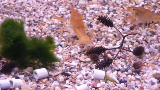 Rak luizjański, Procambarus clarkii (Girard, 1852) смотреть онлайн
