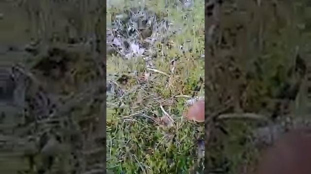 Знакомство с белым грибом смотреть онлайн
