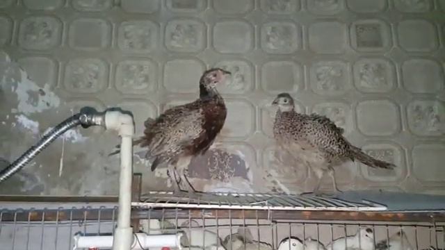 Перепела мини ферма Грузия муганло рауф M1.studio.rauf