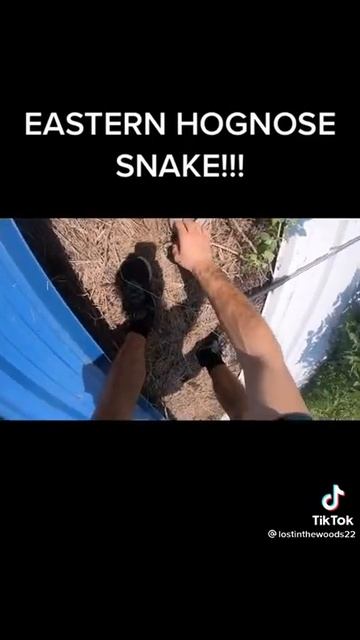 Eastern Hognose Shake most SNAKE смотреть онлайн