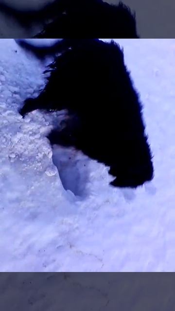 Идет охота на бобров ...))) смотреть онлайн