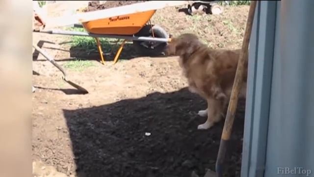 Смешные животные 2016 часть 2 #животные смотреть онлайн