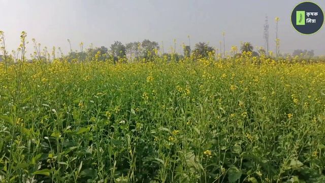 सरसों की खेती में ये उर्वरक देंगे डबल उत्पादन। Sarso Ki Kheti | Fertilizer For Mustard |