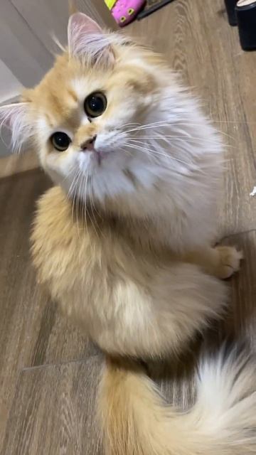 #кошка #красивая #красиваякошка #кот #cat #meow #kitten #cute #cat #catlover #animals #kitty смотреть онлайн