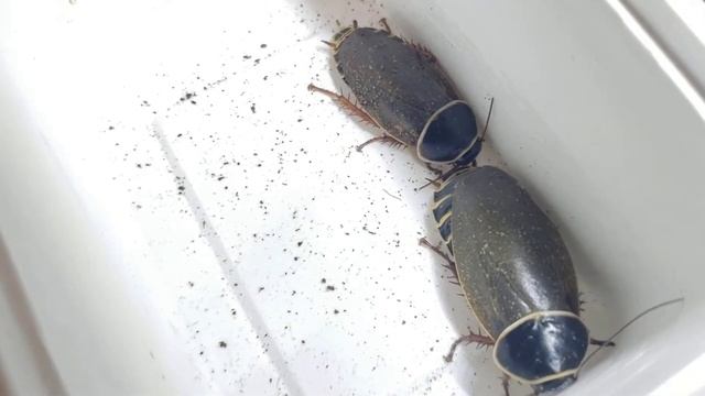 西芒杜蜚蠊 Simandoa conserfariam (Guinea-Simandou) смотреть онлайн