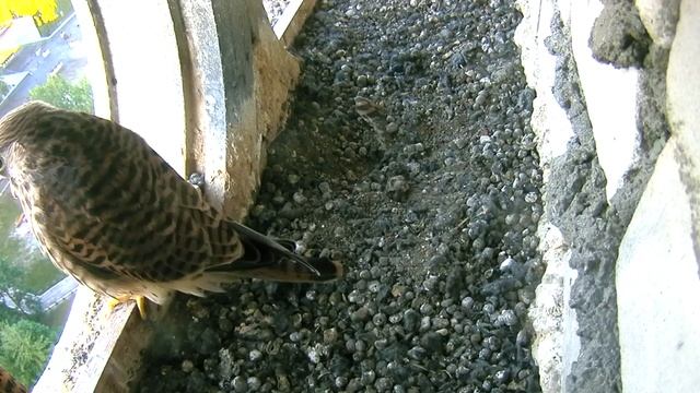 Слёток возвращается - 8 июля 2023 смотреть онлайн