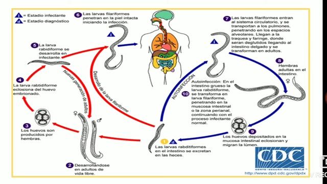•STRONGYLOIDES STERCORALIS•