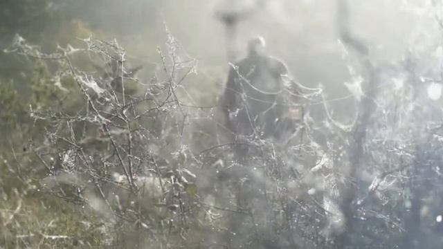 The Truffle Hunter online video смотреть онлайн