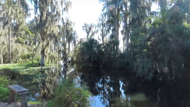 Exploring Old Florida | Circle B Bar Reserve | Walking Alligator Alley смотреть онлайн