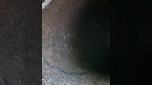 Дана в ожидании жениха) Парк львов Тайган #тайган #орангутан