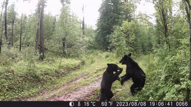 Больше медведей красивых и разных (жизнь кипит на лесной дороге возле солонца) смотреть онлайн
