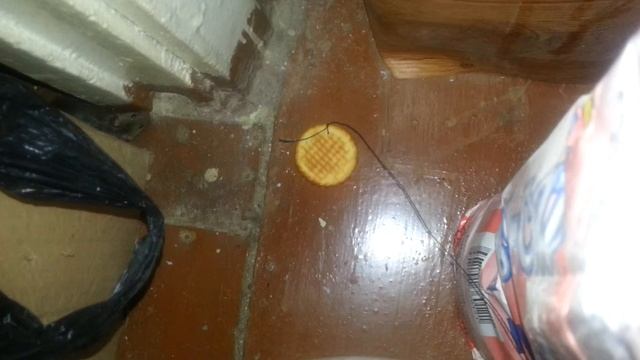 Жадный мышь и печенюшка!!! смотреть онлайн