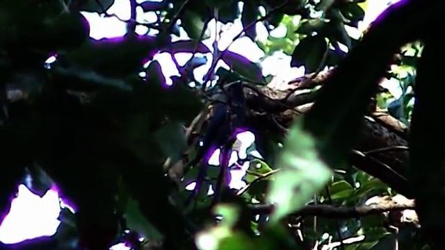 Verditer Flycatcher (Eumyias thalassina) смотреть онлайн
