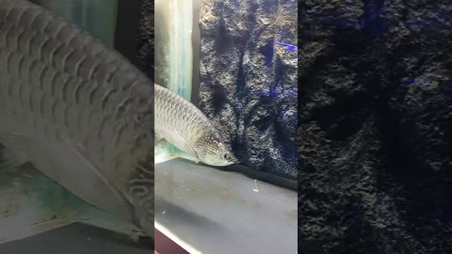 Jardini arowana eats a live grasshopper!!! смотреть онлайн