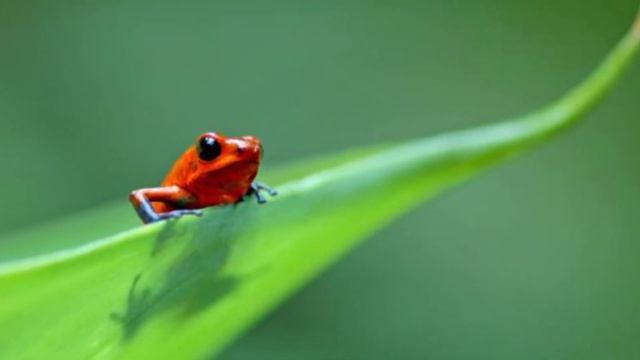 Top 10 Most DANGEROUS Frog Species In The World смотреть онлайн