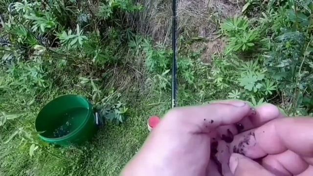 Ловил карася,а поймал зелёную лягушку... смотреть онлайн