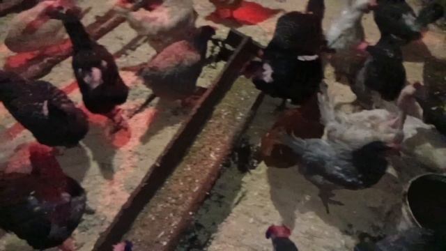 Деревенские хлопоты5/25 смотреть онлайн