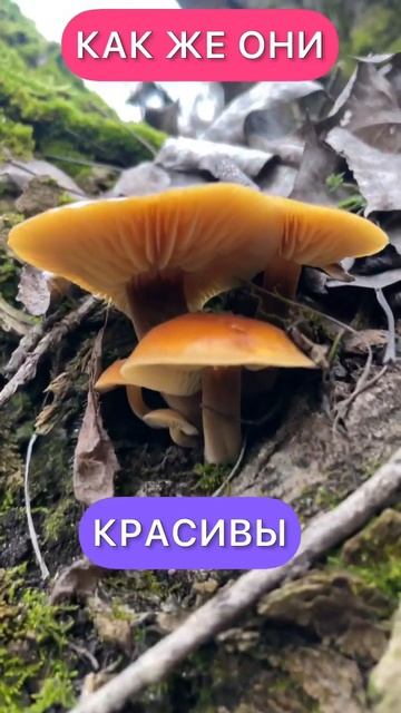 Красивые грибы #грибы2023 #грибы #съедобныегрибы смотреть онлайн