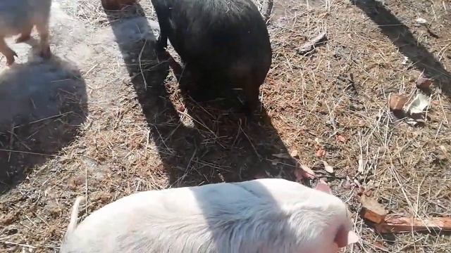 Въетнамские хрюни гуляют греются! смотреть онлайн