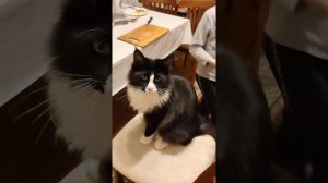 Макс кормит кота перепелиными яйцами