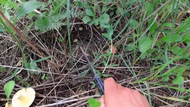 Збір травневого маслюка 2020