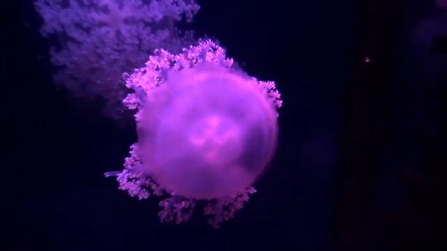 Медузы смотреть онлайн