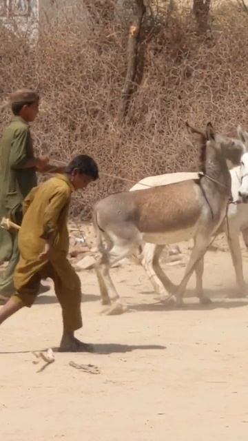 الحب في الكثبان: موسم التزاوج للجمال يكشف الأسرار" #shortvideo #viral #youtubeshorts #shorts смотреть онлайн