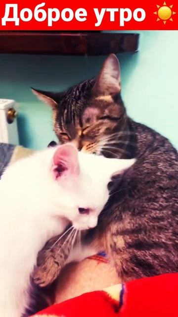 Доброе утро #shorts #кот #кошки #cat #котики #животные #коты #cats #хорошаяпесня #милашки #дом #утр смотреть онлайн