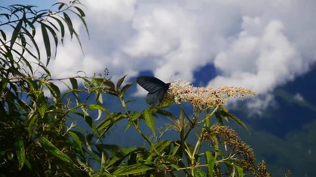 曙鳳蝶(♂)Atrophaneura horishana смотреть онлайн