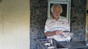 Гусиное крыло у  голубя и как его исправить.