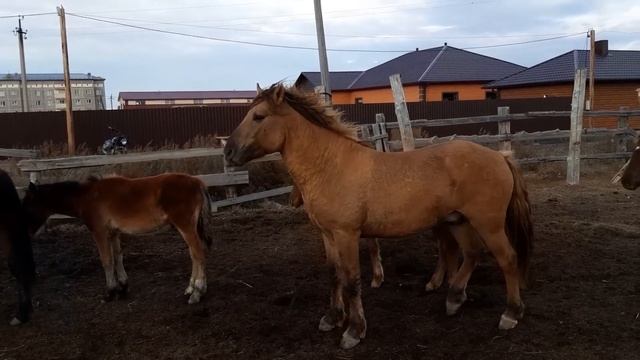 Жабы айғыр... смотреть онлайн