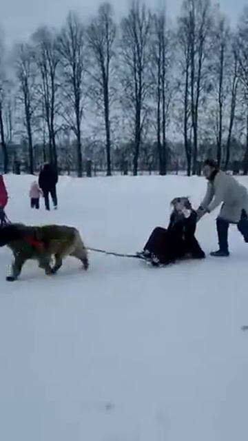 Катание на собаке смотреть онлайн
