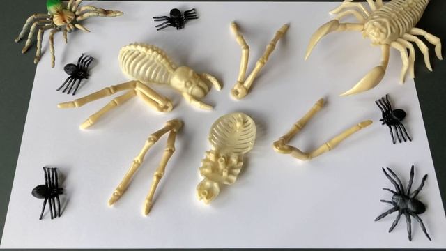 Zuru Robo Alive.Robotic Big Spider and Cockroach.Robotic Toys From Zuru. смотреть онлайн