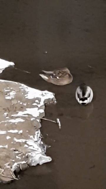 Ducks sleeping while standing 오리가 밤에 자는 법 #shorts #asmr #birds #nature #animals #duck #새 #오리 смотреть онлайн