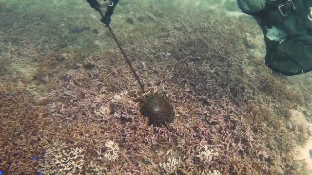 The fight against crown-of-thorns (Acanthaster planci) continues on Desroches Island, Seychelles смотреть онлайн